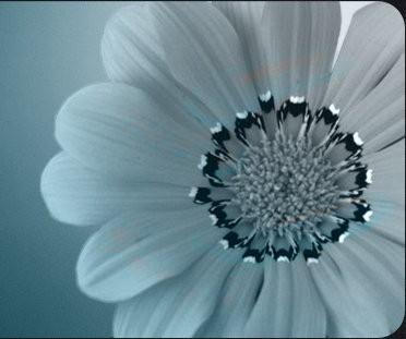 White grey flower.jpg