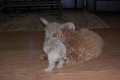 Labradoodle Puppies 5401.jpg